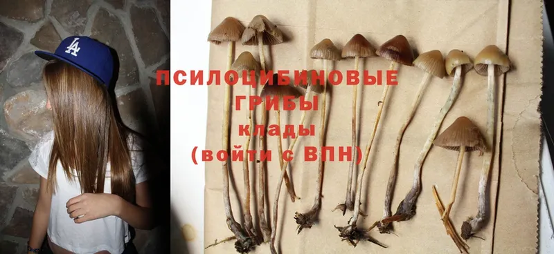 Галлюциногенные грибы Cubensis  Вихоревка 